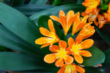 Large Orange Clivia Flowers On A Background Of Green Leaves.