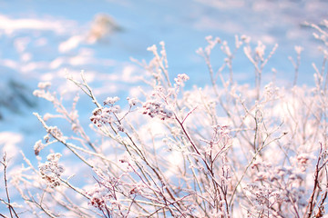  Dry grass in white and blue snow