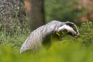 Side view of the European Badger searching for food in light snowfall in the forest