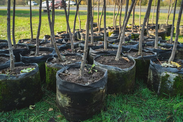 Wall Mural - reforestation set of young trees trunks in pots