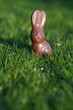 easter, sweets and confectionery concept - chocolate bunny on grass with blurred background, easter bunny