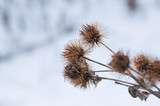 Fototapeta  - Winter wonderland, frozen flowers, snowy nature