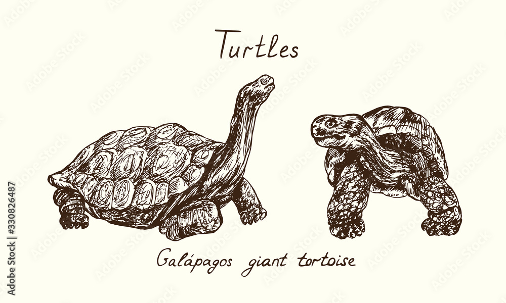 Vetor Tutles collection, Chelonoidis-nigra (Galápagos tortoise complex ...