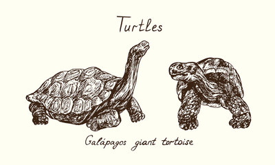 Tutles collection, Chelonoidis-nigra (Galápagos tortoise complex, Galápagos giant tortoise) side and front view collection, hand drawn doodle, drawing sketch in gravure style, vector illustration