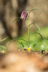 Wall Mural - Snake's head fritillary (Fritillaria meleagris) or chess flower, frog-cup, guinea flower, leper lily, Lazarus bell or kockavica in family Lilliaceae, chequered pattern flowers in shades of purple, rar