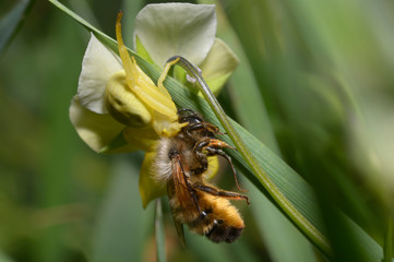 Wall Mural - A yellow flower spider eating wild bee