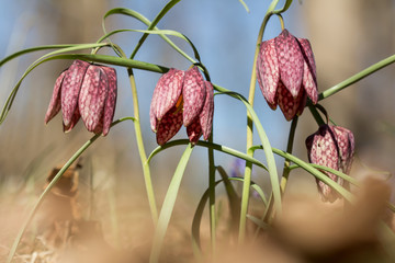 Wall Mural - Snake's head fritillary (Fritillaria meleagris) or chess flower, frog-cup, guinea flower, leper lily, Lazarus bell or kockavica in family Lilliaceae, chequered pattern flowers in shades of purple, rar