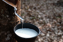 Fresh Milky Latex Flows From Para Rubber Tree Into A Plastic Bowl