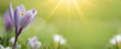 Spring awakening - Blossoming purple white crocuses on a green meadow illuminated by the morning sun - Spring background panorama banner with space for text