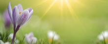 Spring Awakening - Blossoming Purple White Crocuses On A Green Meadow Illuminated By The Morning Sun - Spring Background Panorama Banner With Space For Text
