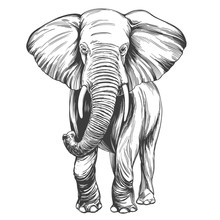 Elephant Hand Drawn Vector Illustration Realistic Sketch