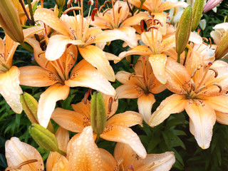 Fototapeta Lily flowers in raindrops. Floral background. The concept of seasonal holidays. Selective focus.
