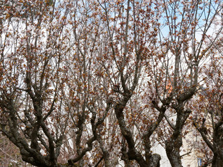 Canvas Print - Prunus cerasifera | Mehrstämmige Krone von Kirschpflaume im Frühling blühen