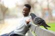 © PheelingsMedia - Happy black man trying to reach a pigeon in a park