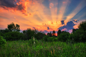 Sunset in summer field