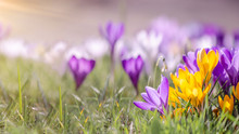 Spring Awakening Background - Blossoming Purple White Crocuses On A Green Meadow, With Space For Text