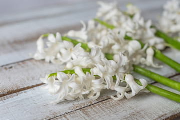 white flowers hyacinths on a wooden background