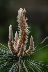 Canvas Print - Pine sprouts / Spring pine tree stick-shaped sprouts are so beautiful.