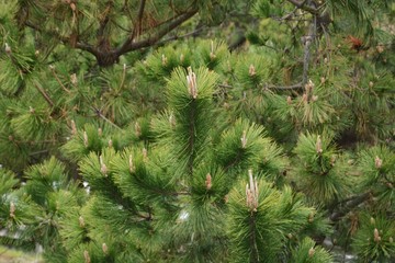 Poster - Pine sprouts / Spring pine tree stick-shaped sprouts are so beautiful.