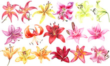 Big Set Of Elegant Lilies, Red Yellow Orange Pink Lily Flowers On An Isolated White Background, Watercolor Illustration, Collection, Set Of Watercolor Flower.