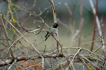 Canvas Print - Anna's humming bird Tongue