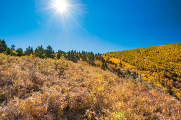 Wall Mural - Bright Sun Over Fall Foliage 