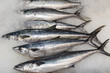 Sierra mackerel for sale at a fish market in San Pedro, California. 