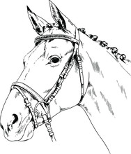 Race Horse Without A Harness Drawn In Ink By Hand On Background In Full Length