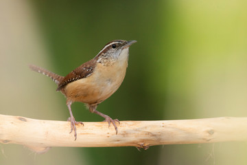 Wall Mural - Carolina wren perched on a branch in a backyard home feeder