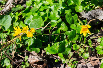 Canvas Print - Yellow buttercups on the meadow