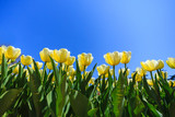 Fototapeta Tulipany - beautiful orange tulips on a blue clear sky background. spring flowers bloom outdoors
