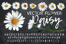 Vector Flower Chamomile, Medicinal Plant. Isolated On Transparent Background. Spring Flowers For Decorating Easter Cards, Banner.