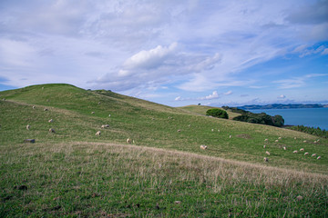 Wall Mural - sheep on farmland 