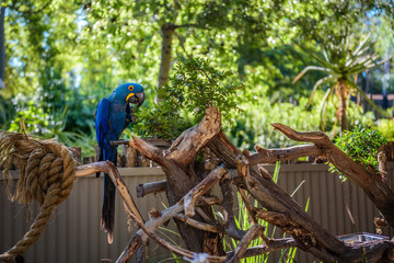 Blue parrot bird macaw sitting on the perch in the garden