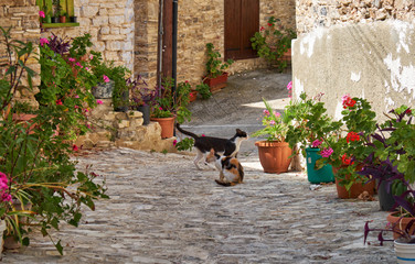 Two cats on the narrow street of Pano Lefkara village. Larnaca District. Cyprus