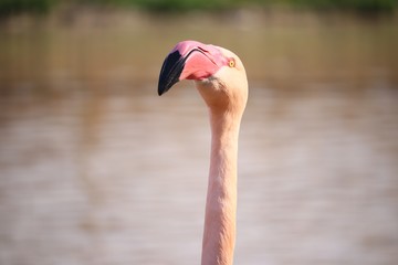 Sticker - Closeup shot of the head of a pink flamingo in front of the water