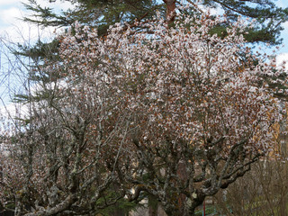 Wall Mural - Prunus cerasifera | Mehrstämmige Krone von Kirschpflaume im Frühling blühen 