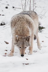  Dangerous beast hunting sniffs prey. Gray wolf female in the snow, beautiful strong animal in winter.
