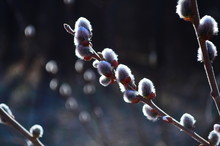 Beautiful Pussy Willow Flowers Branches Close Up. Soft Floral Spring Frame