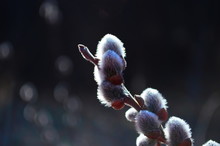 Beautiful Pussy Willow Flowers Branches. Soft Floral Spring Frame