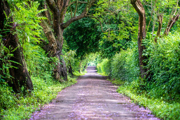 The long way of road beside big green trees like tree tunnel way. Tanzania, Africa.