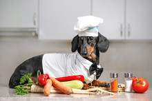 Black And Tan Dachshund Cooker Wearing White Chef Hat And Robe In The Kitchen, In Cooking Process.