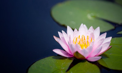 Wall Mural - Beautiful Thai Lotus that have been appreciated with dark blue water surface