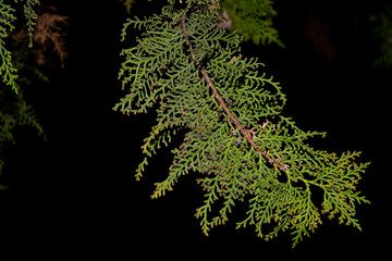 a branch of green thuja in the dark