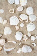 Beautiful Sea Shells On Sand
