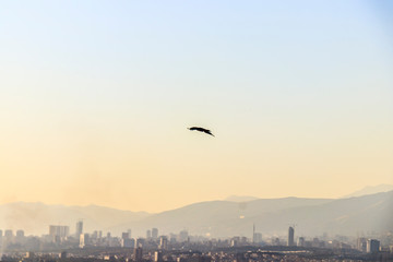  Bird flying over Tehran city.