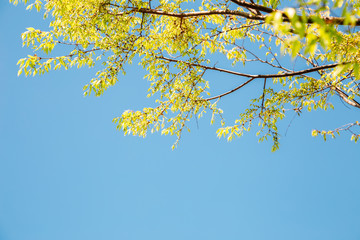 Wall Mural - Fresh green tree leaf with blue sky background