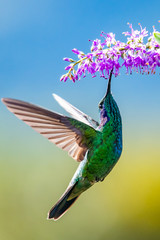 Wall Mural - blue hummingbird violet sabrewing flying next to beautiful red flower. tinny bird fly in jungle. wil