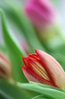 tulipan macro
