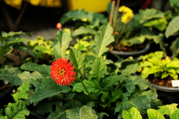 Wall Mural - Orange gerbera daisy on green leaves background